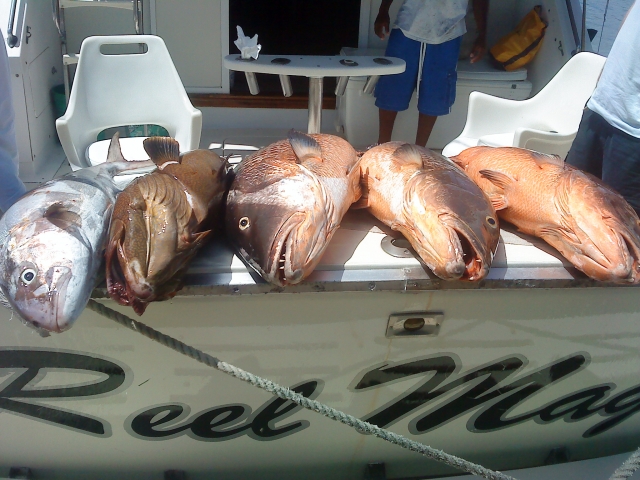  Pargos recém-pescados 